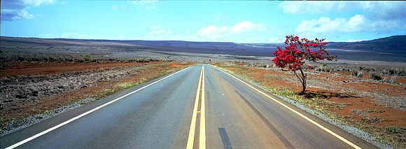 LANIROAD&TREENF