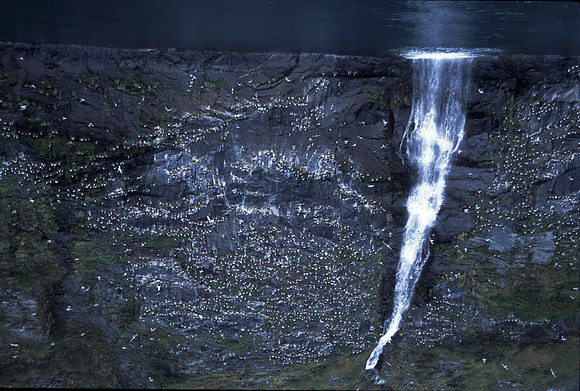 ALASKABIRDCLIFF01