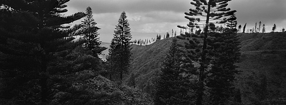 Lanai Forest_Xpan 14-RW