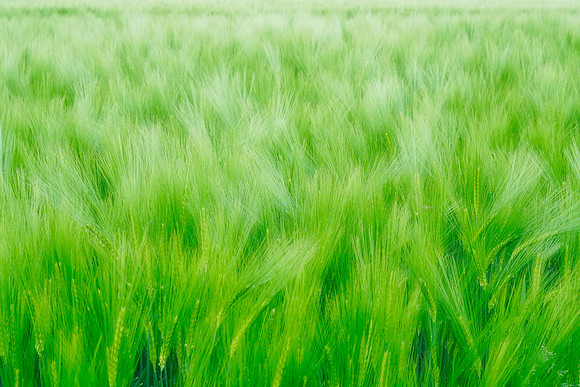 Spring Crop