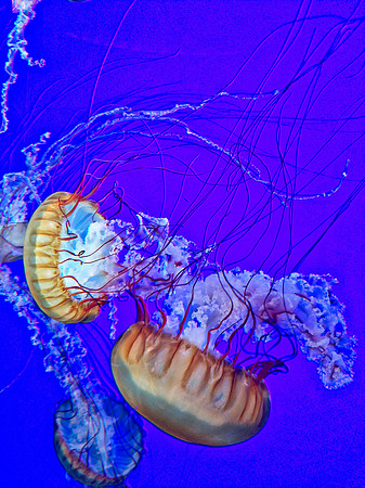 Jellyfish 2016