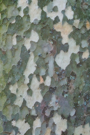 Paris Tree